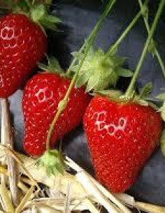 Film de paillage fraise noir