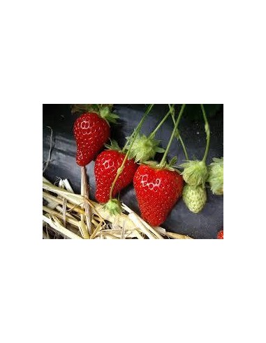 Film de paillage fraise noir