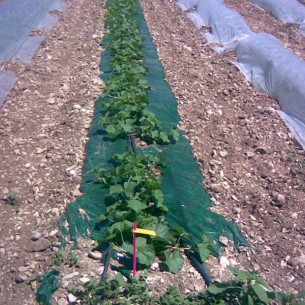 Film de Paillage Vert 1m20 2