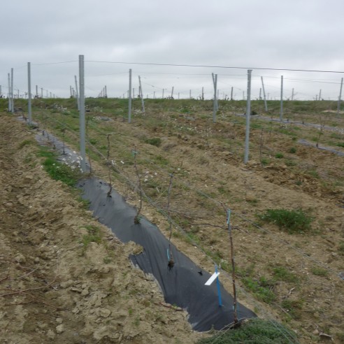 Film de Paillage Pour Vigne LDT 80