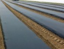 Film paillage biodégradable